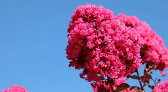 alberello lagerstroemia