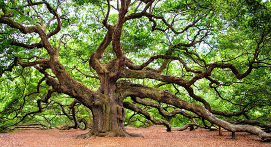albero