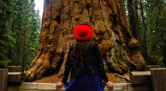 albero sequoia