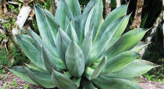 aloe vera