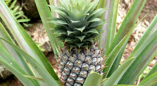 ananas