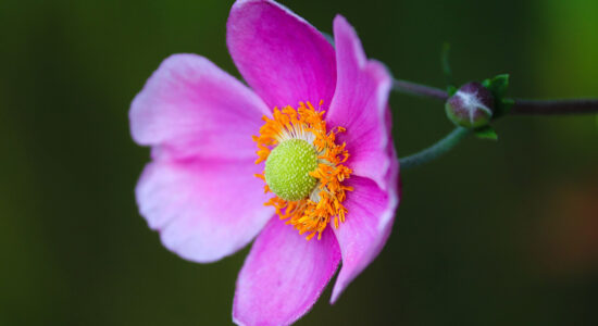 anemone