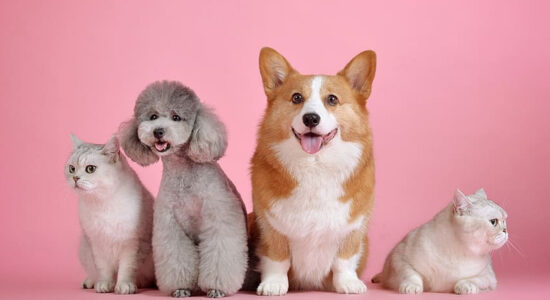 animali