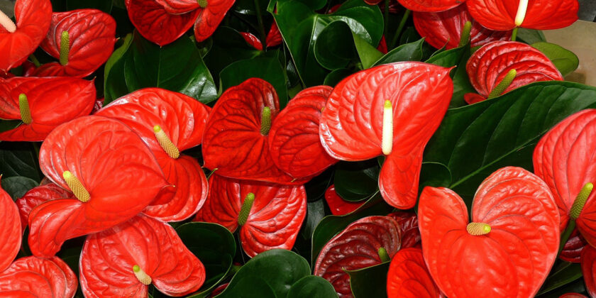 anthurium