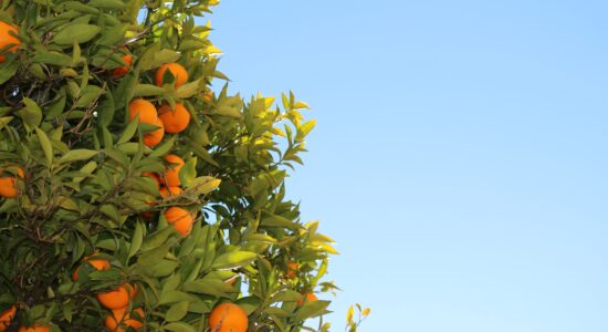 arancio, aranceto