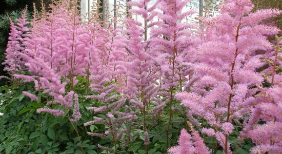 astilbe