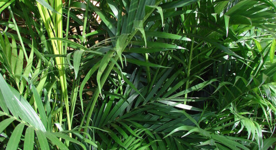 bamboo