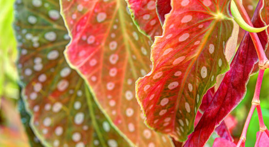 begonia