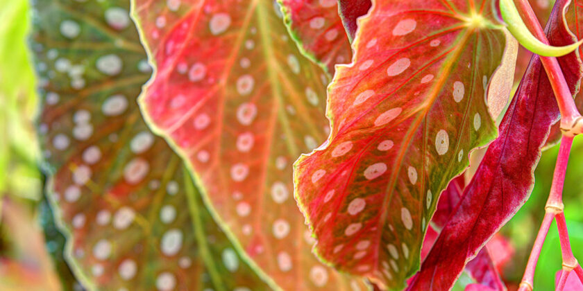 begonia