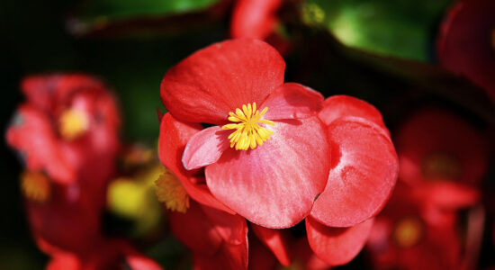 begonia