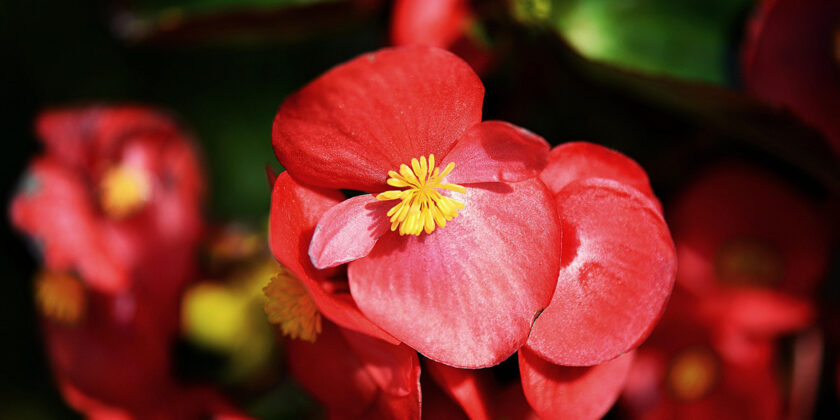 begonia