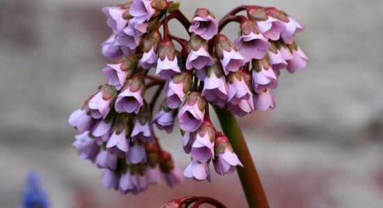 bergenia