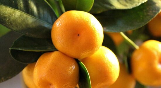 citrus mitis