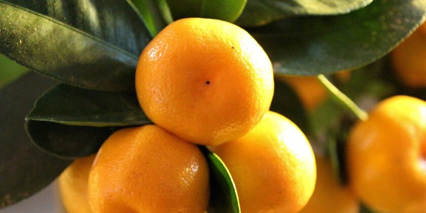 citrus mitis