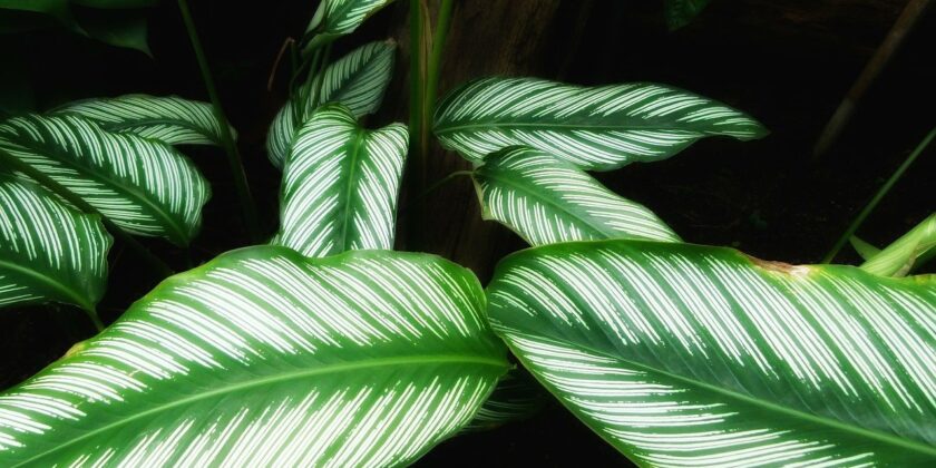 calathea crocata