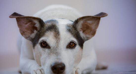 cane