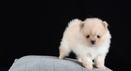 cane