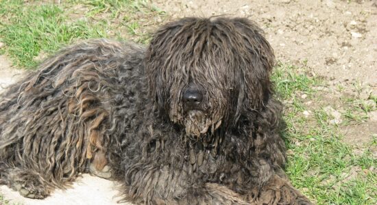 cane