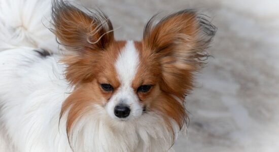 cane Papillon