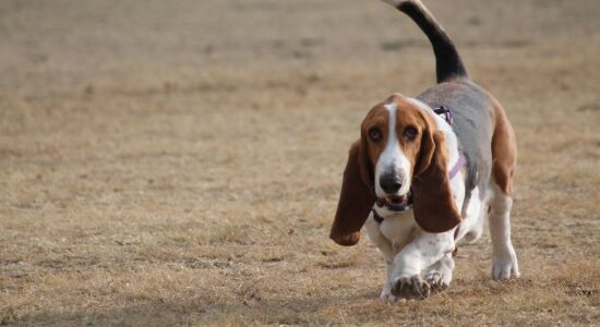 basset hound