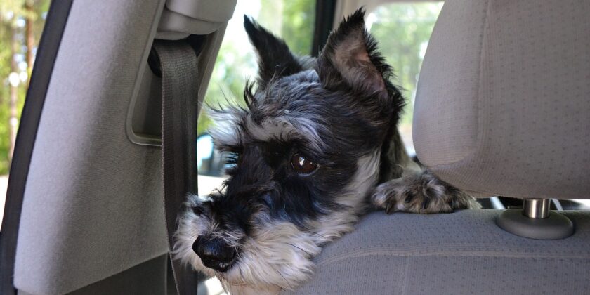cane in automobile