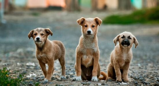 cani