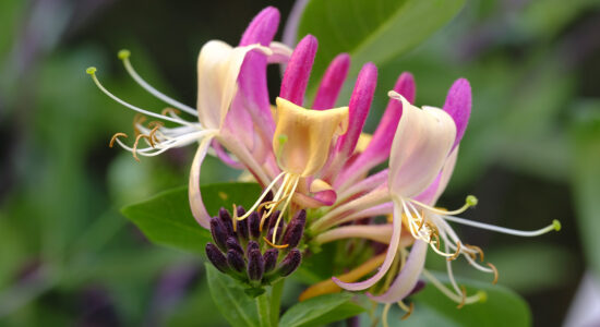 caprifoglio