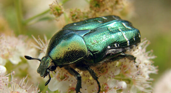 cetonia aurata
