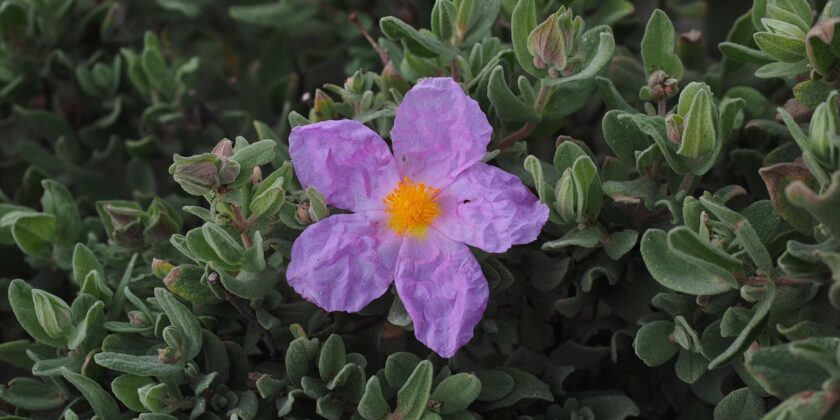 cistus