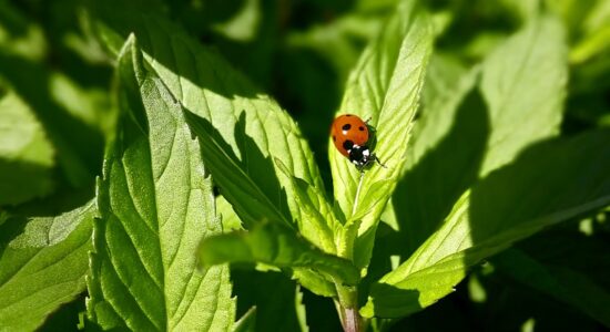 coccinelle
