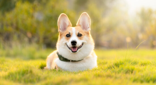 corgi