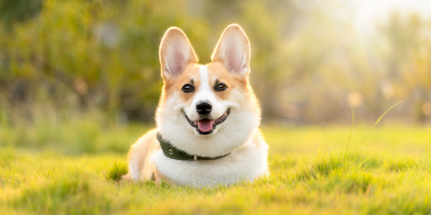 corgi