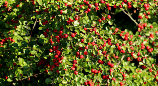 cotoneaster