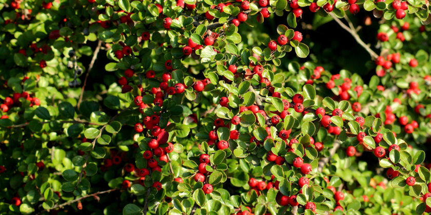 cotoneaster