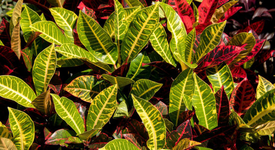 croton