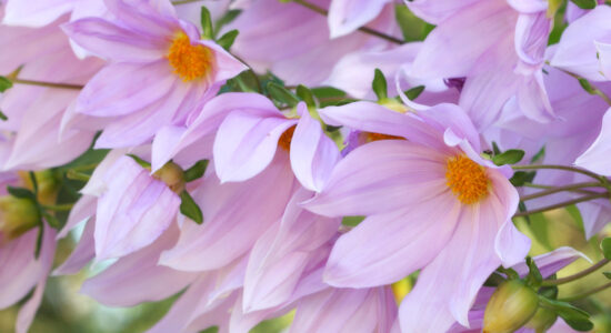 dalia