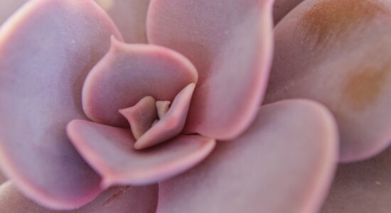 echeveria