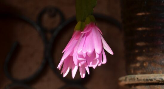 epiphyllium