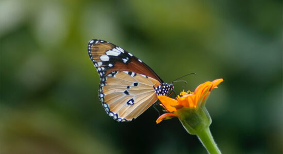 farfalla
