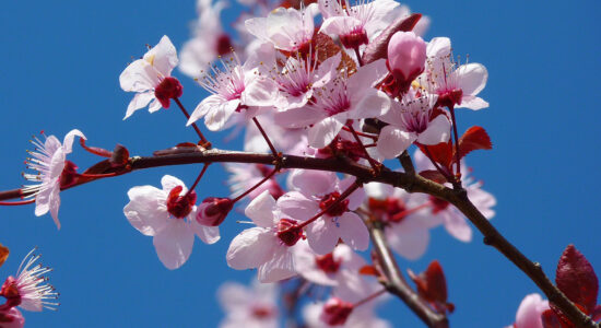fiore