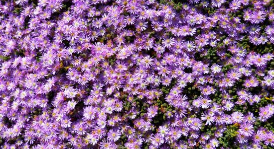 fiori