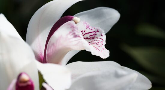 fiori