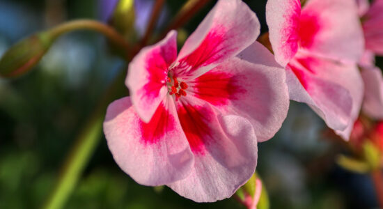 fiori