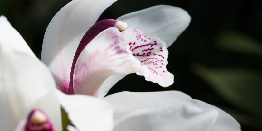 fiori