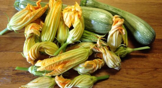 fiori di zucchina