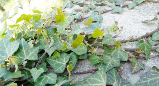 foglie