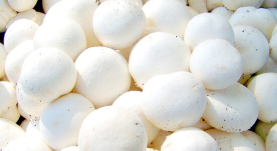 champignon
