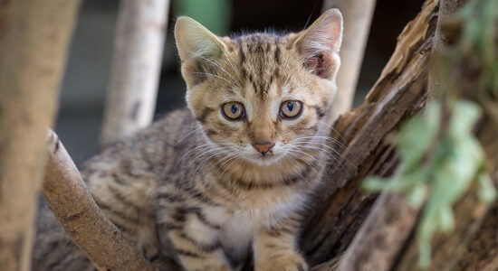 gatto