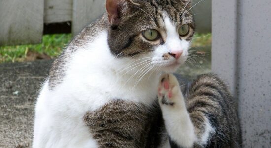 gatto