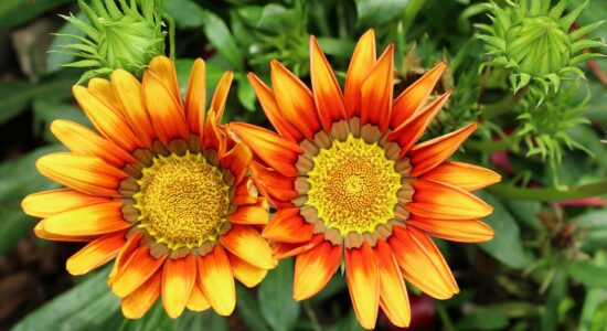gazania